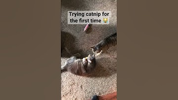 Cat’s adorable reaction to trying catnip for the first time