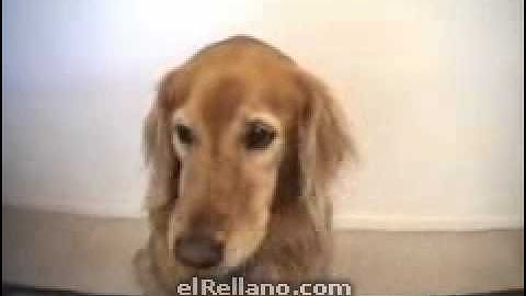 From www metacafe com 1322 4599 1