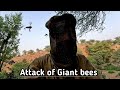 The attack of giant bees is very scary