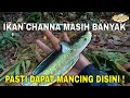 mancing channa limbata di selokan ini pasti dapat ! dijamin strike terus | fishing videos