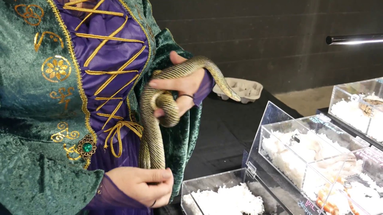 video phone beyonce mp3 Reptilian Nation Expo!