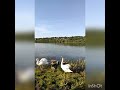 Лебеди с малышами на озере - кормим