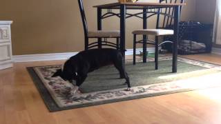 The laser pointer! Entertaining for both cats AND Boston Terriers! (Boston Terrier Bugsy)
