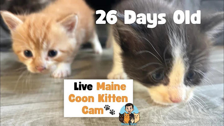 Video 10694061: baby maine coon kitten, litter