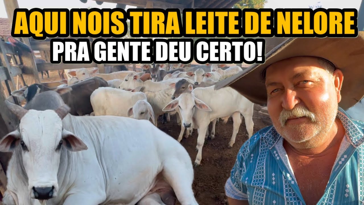 O GADO NELORE LEITEIRO - LEITE SUPERIOR 
