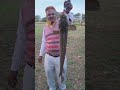 big snakehad fish 🐠#kaalfishernewvideo #fish #fishing #bigfish #fishinglife #carpfishing #fishtrap