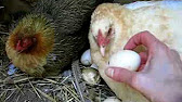 Chick hatching from egg time lapse