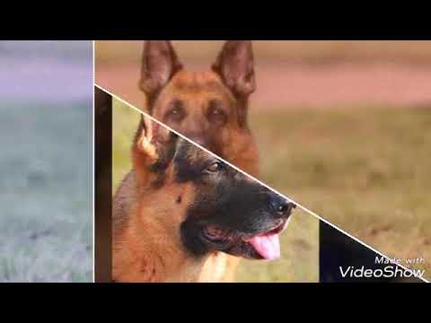 გერმანული ავჩარკა❤❤