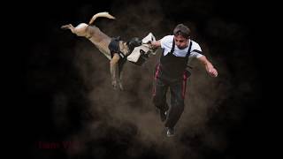 Belgien Malinois | crazy dog attack movie