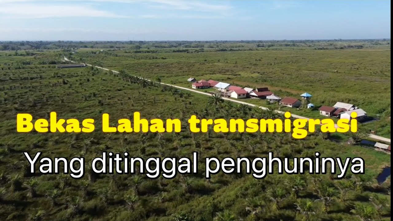 MIRIS !!RATUSAN HEKTAR  TANAH TRANSMIGRASI DITINGGALKAN PENDUDUKNYA
