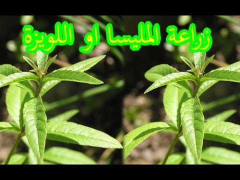 اعشاب تتحول لزيوت طبيعية(فوائده وأضراره) Hqdefault