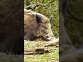 Wildschweine