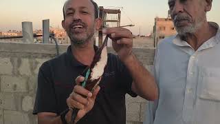 ما اسم هذا الطائر في بلدك ؟العم أبو أيمن يصيد الشرقرق على عود المخيط  ويطلق سراحه .
