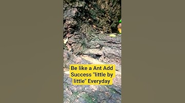 The Ant Attitude: 4 Life-Changing Lessons for SuccessThe Power of Tiny Steps: Why You Should Work.