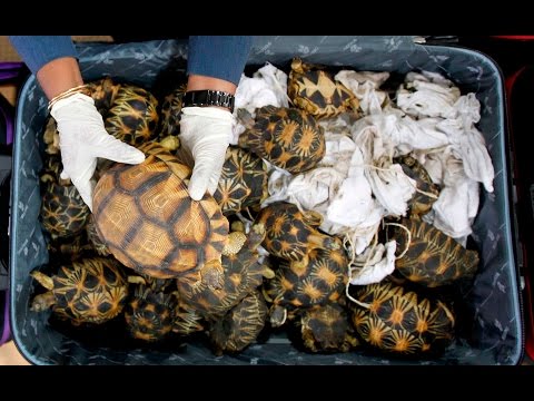 Malaysia just seized more than 300 endangered tortoises being smuggled in suitcases