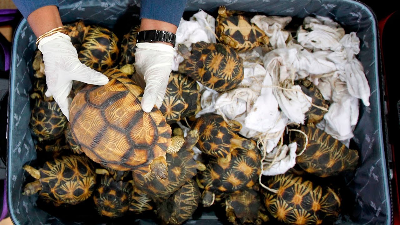 Malaysia Just Seized More Than 300 Endangered Tortoises Being Smuggled In Suitcases Youtube