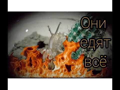 Почему улиток ахатин запрещено вывозить за границу