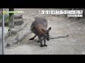【東山動植物園公式】ある日のワラビーたち〜夏の終わり〜《 ベネットアカクビワラビー　ワラビー 》