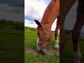 spirit Horse 🐎 #shorts #animals #horselove #horse #deutschland #germany #vibes #beautiful