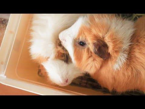 モルモットの家族 もるもるも - YouTube