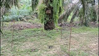 kehebatan pemikat ini mampu menjebak burung Kacer yg sudah pintar sekalipun....