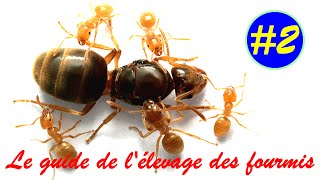 Le guide de l'élevage des fourmis - Partie II - La fondation