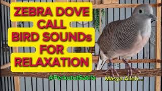 Zebra Dove Call... Bird Sounds For Relaxation.. #birds #zebradove 