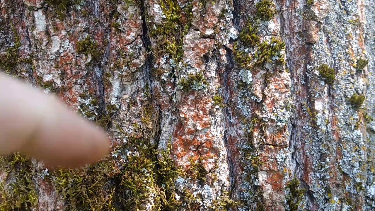 Fungi fungus air born spores can be extremely infectious to young