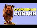 Галилео. Служебные собаки