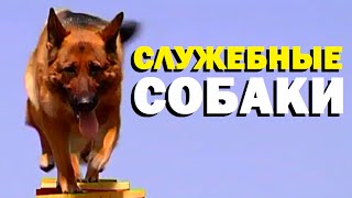 Галилео. Служебные собаки