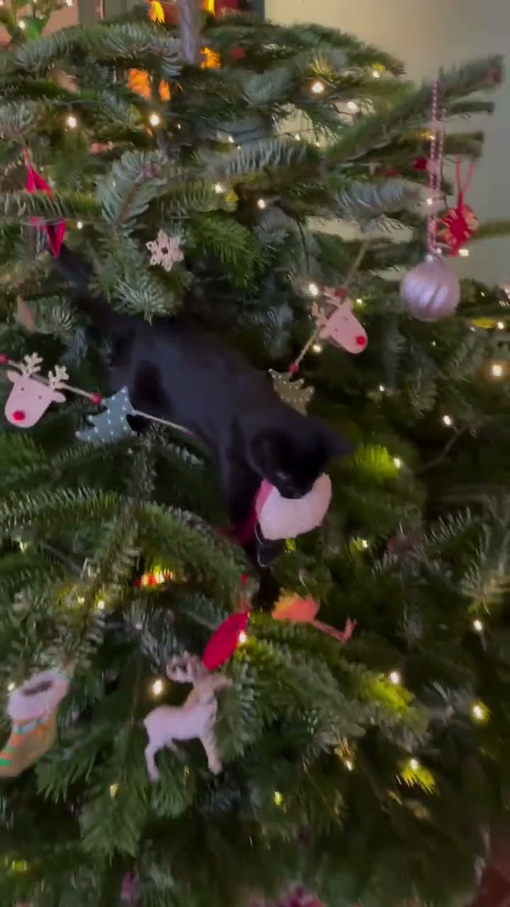 Très drôle le chat