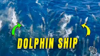 Hundreds of Dolphins Spotted Near Ship While Departing from Port