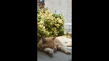 The Secrets of Catnip: Why Some Cats Go Wild While Others Don’t!