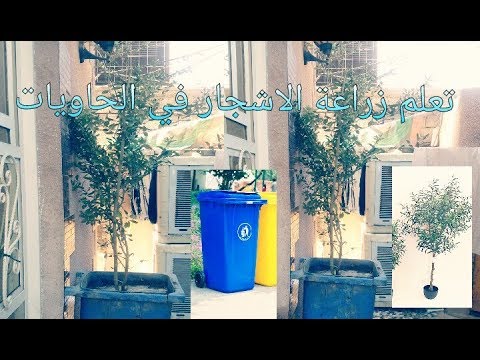 فيديو: الأشجار في الحاويات - كيفية زراعة أشجار الحاويات