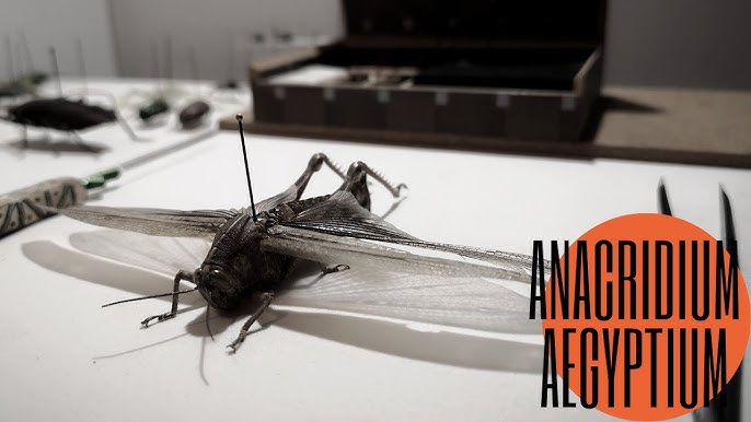 18. Forma directa de montar insectos en alfileres entomológicos. A