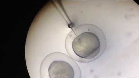 Embryo Microinjections