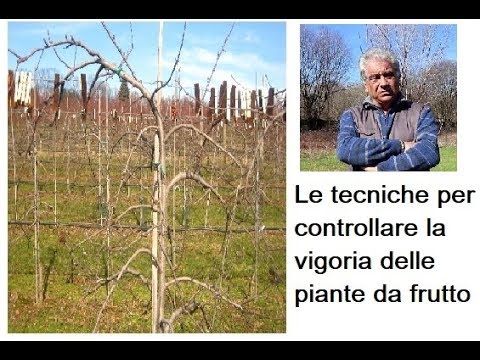 tecniche per il controllo della vigoria nelle piante da frutto