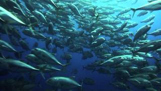 Best Of Cocos Island Diving, Costa Rica