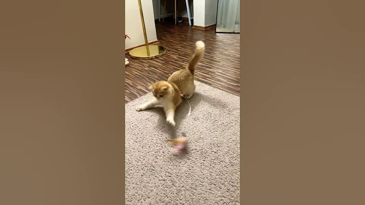 Video 6649361: cat meows funnycat kitten, kitten meowing cute funnycats, cat meowing kittens playing, cats kitten meowing adorable, funny cats kittens meowing, cat's meow toy