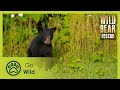 Catch and Release | Wild Bear Rescue S01E03 | Go Wild