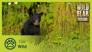 Catch and Release | Wild Bear Rescue S01E03 | Go Wild