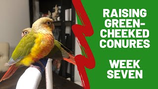 Hand Raising Greencheeked Conures  Week 7