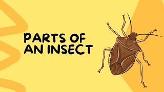 Parts Of An Insect