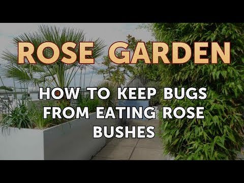 How to Keep Bugs From Eating Rose Bushes