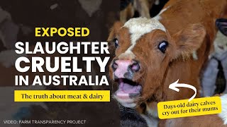 Exposed: Widespread cruelty in Tasmanian slaughterhouses