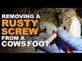 rusty SCREW stuck in COWS HOOF | The Hoof GP