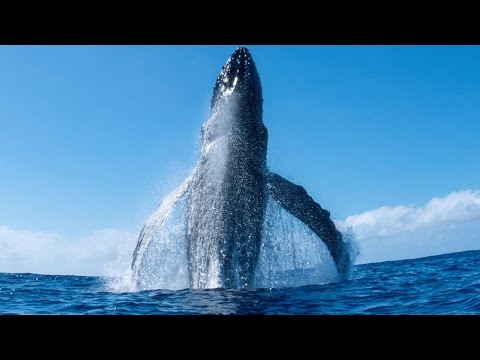 Incredible Humpback Whale Breach