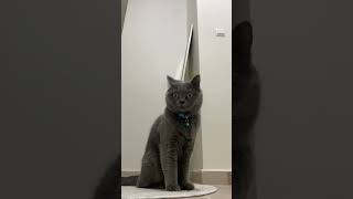 Poz Verme Şit Şfet