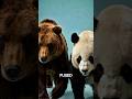 what would happens if a Bear cross paths with a panda? #hybridanimal #AnimalFacts #wildlife #animals
