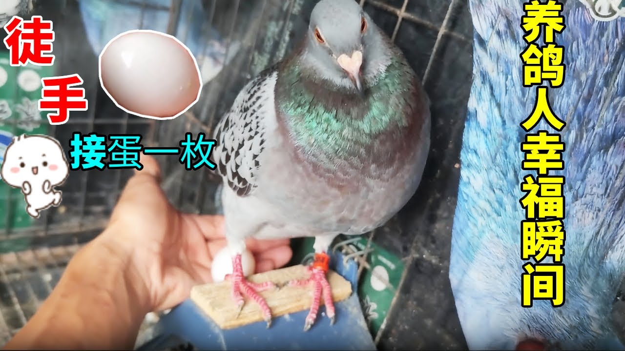 鸽子的世界也充满了未知的惊喜，有了他们的陪伴可以让我远离城市的喧嚣，让我平淡的日子也多了些小美好#鴿子 #小動物 #birds